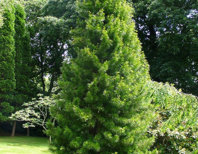 Pin umbrelă japonez 100/125cm