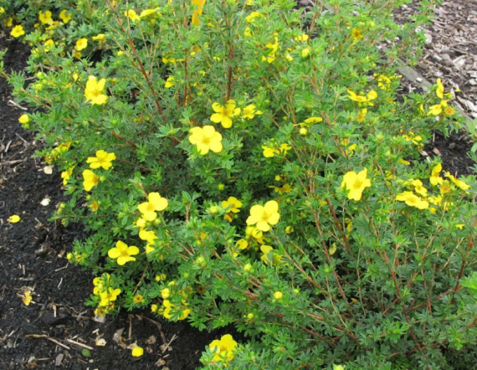 Potentilla Klondike