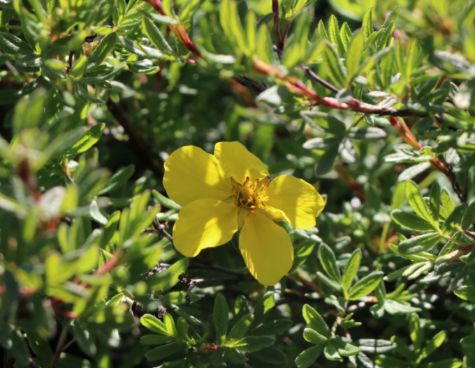 Potentilla Klondike