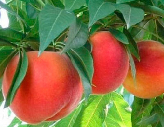 Piersică ´Springcrest´ timpurie, portaltoi GF677, rădăcină liberă