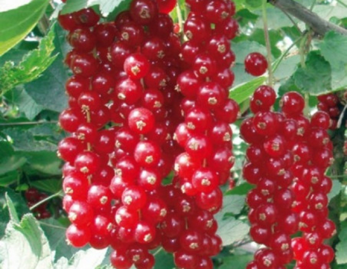 Coacăz roșu ´Jonkheer van Tets, pom fructifer, rădăcină liberă