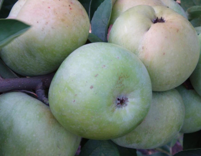 Măr Transparente de Croncels, portaltoi  MM106, rădăcină liberă