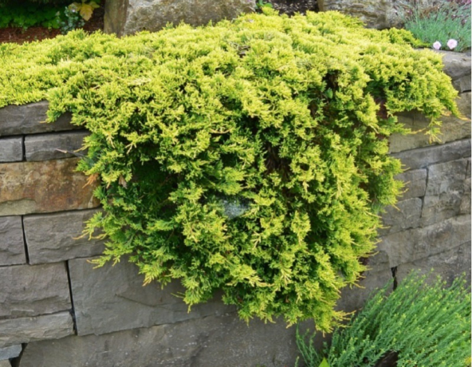 Lenupar  GOLDEN CARPET