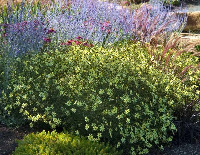 Coreopsis - Frumușica ´Moonbeam´