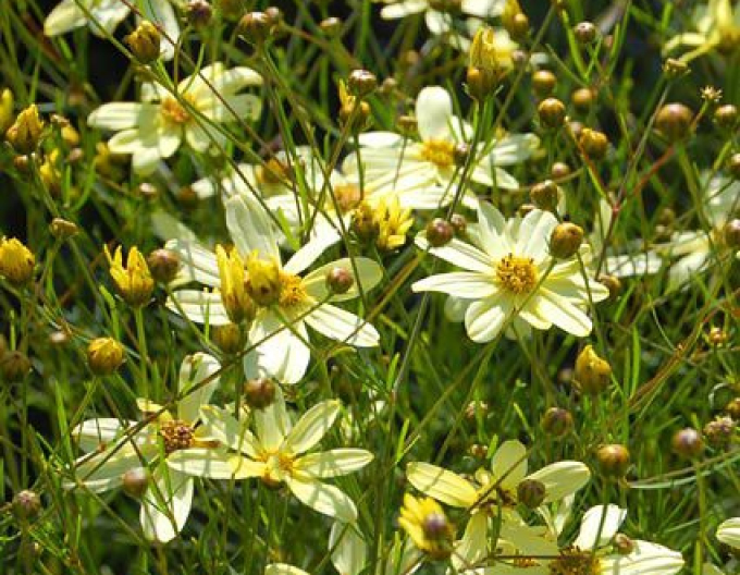 Coreopsis - Frumușica ´Moonbeam´