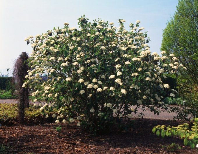 Kalina cu frunze încrețite 80l