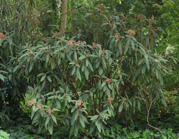 Kalina cu frunze încrețite 80l