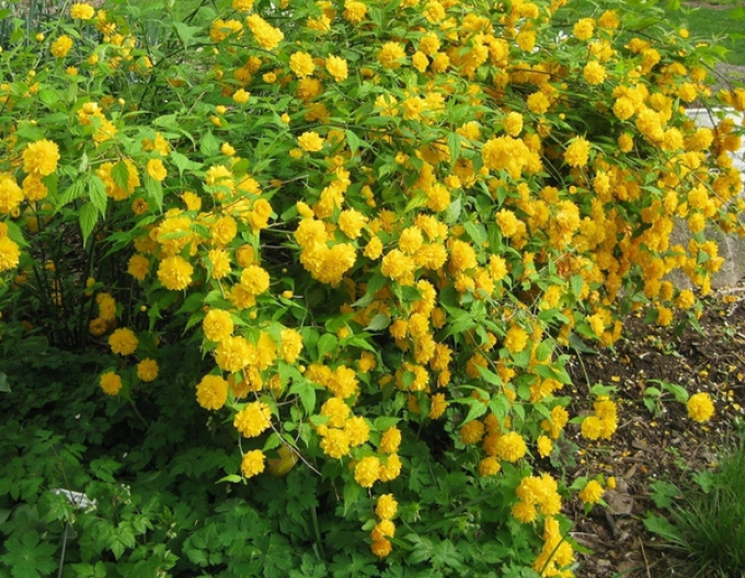 Keria japoneză `Pleniflora