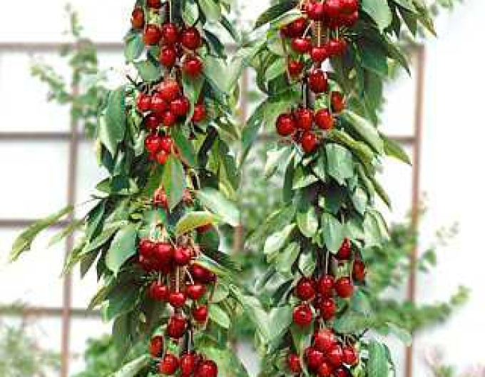 Cireș columnar-pitic ´Sylvia´,