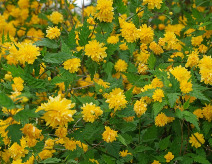 Keria japoneză `Pleniflora