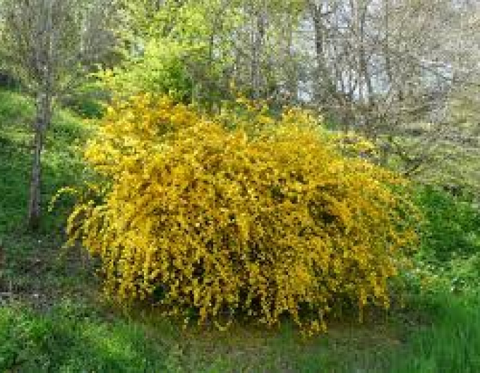 Keria japoneză `Pleniflora