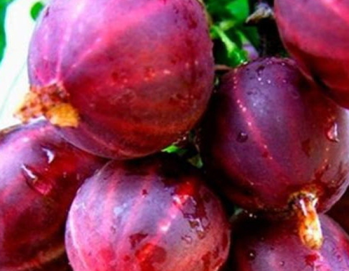 Agriș Spinefree  - tufă