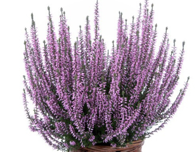 Calluna vulgaris  ´Hilda´
