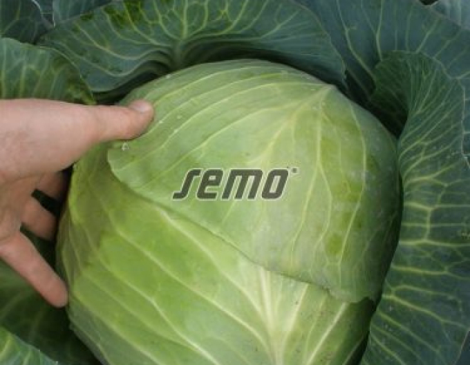 Semo Varză albă ´Portoza´
