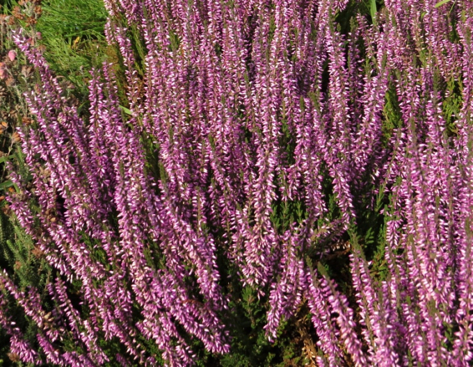 Calluna vulgaris  ´Hilda´