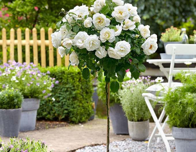 Trandafir de copac Helen