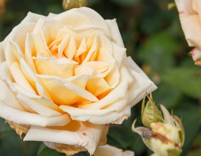 Trandafir de copac Helen