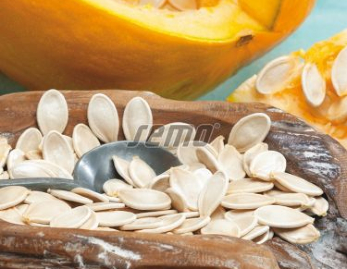 Semo Dovleac gigant Gurman (SM 396/19)