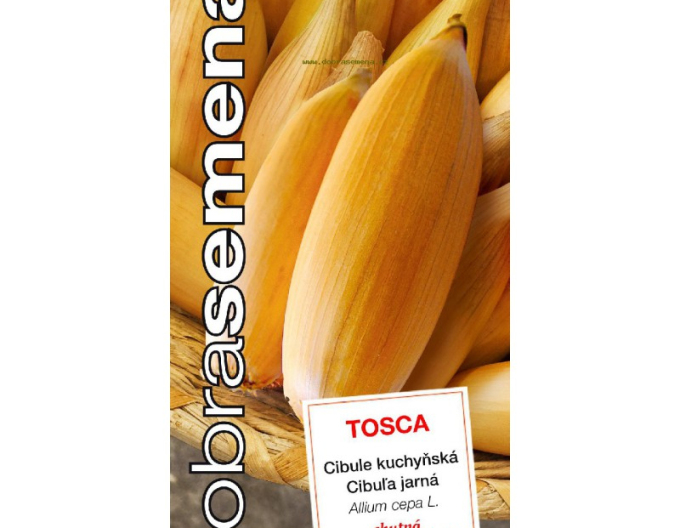 Ceapă de bucătărie Tosca