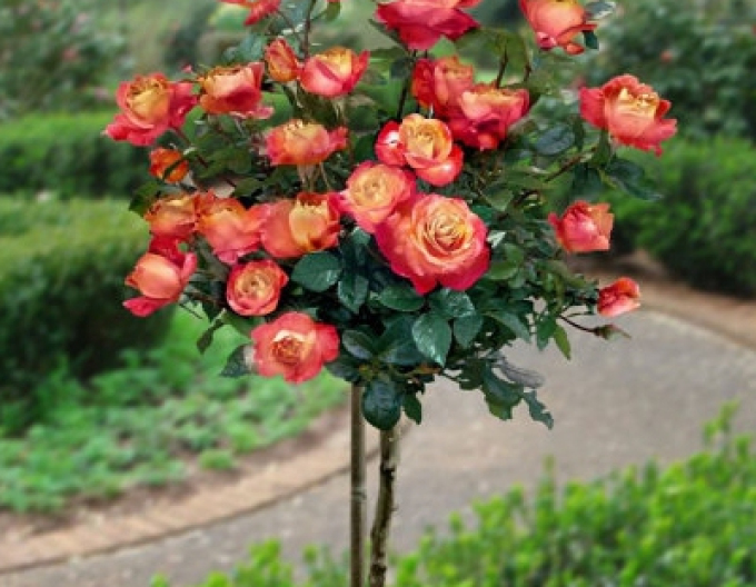 Trandafir de copac ´Orient Express´