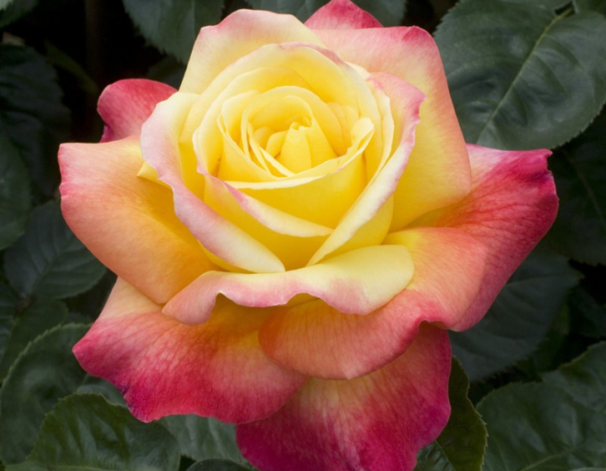 Trandafir de copac ´Orient Express´