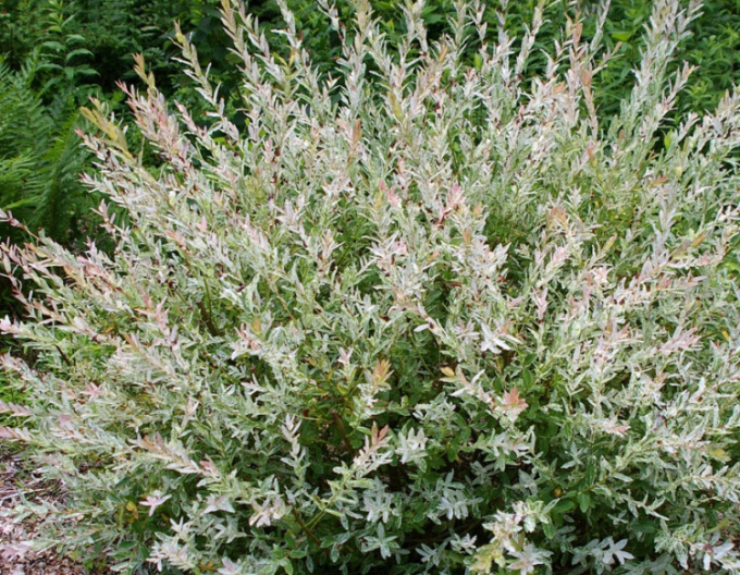 Salcie japoneză Hakuro-Nishiki KER