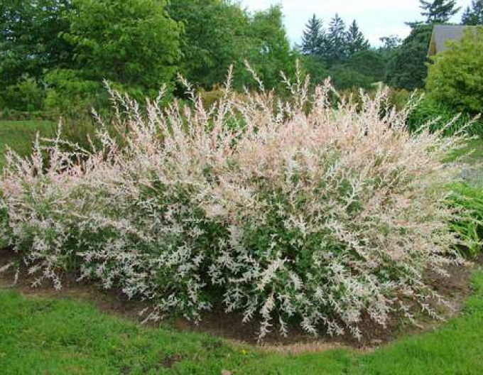 Salcie japoneză Hakuro-Nishiki KER