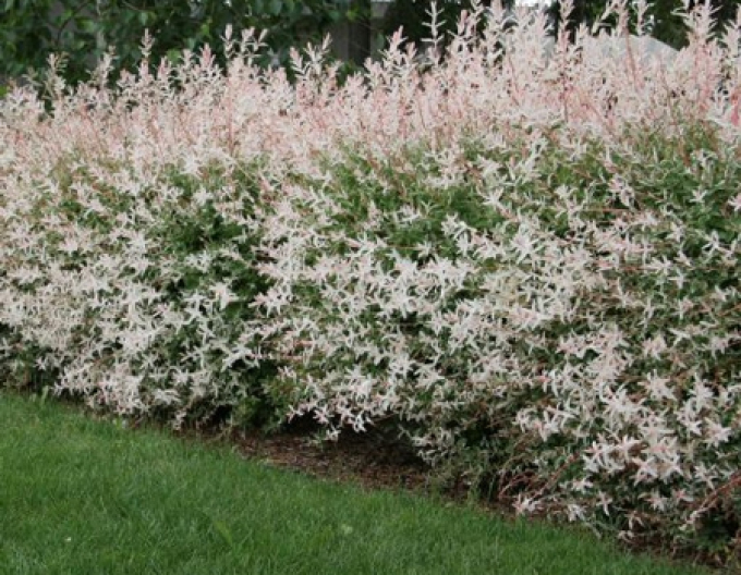 Salcie japoneză Hakuro-Nishiki KER