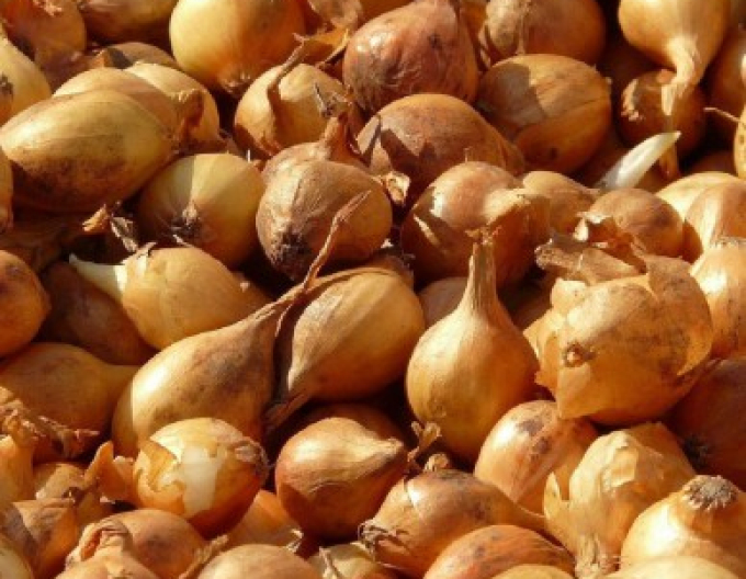 Ceapă pentru plantare ´Všetana´ 10/21 0,50kg