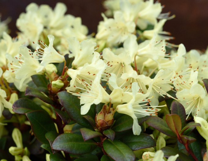 Rhododendron Princess Anne
