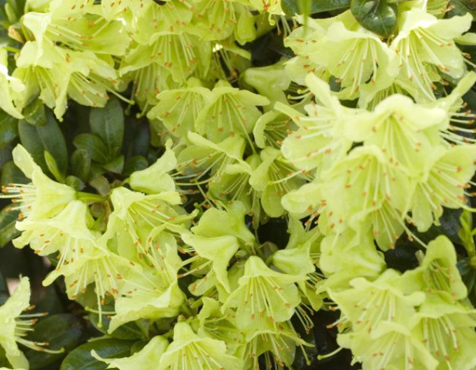 Rhododendron Princess Anne