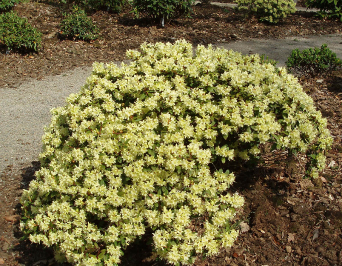 Rhododendron Princess Anne