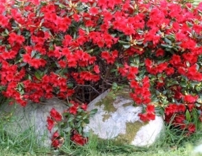 Rhododendron Elizabeth