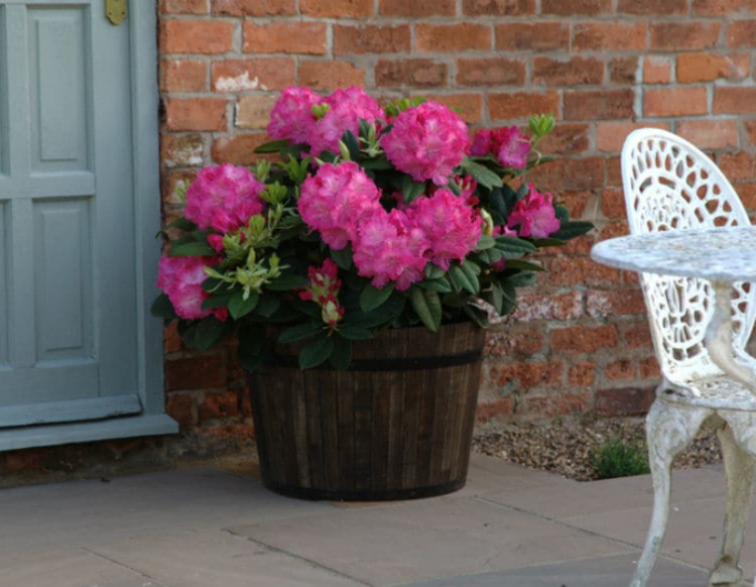 Rhododendron Germania