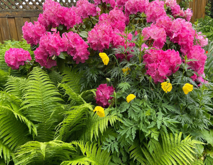 Rhododendron Germania