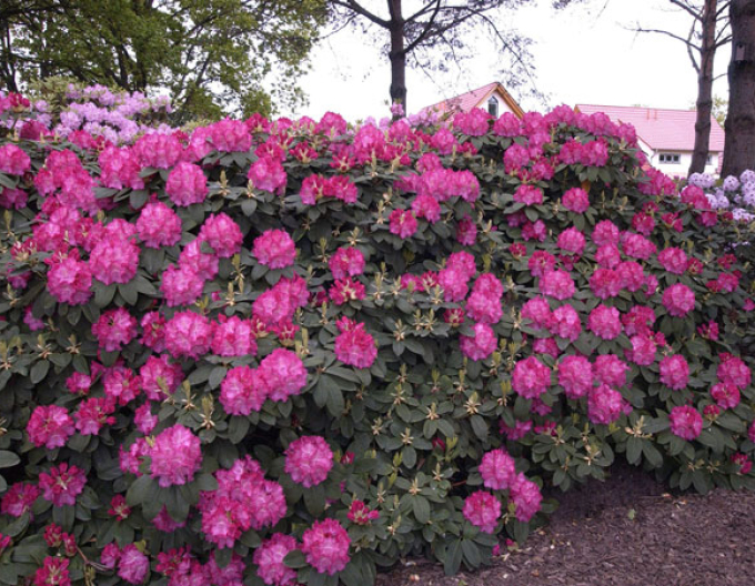 Rhododendron Germania