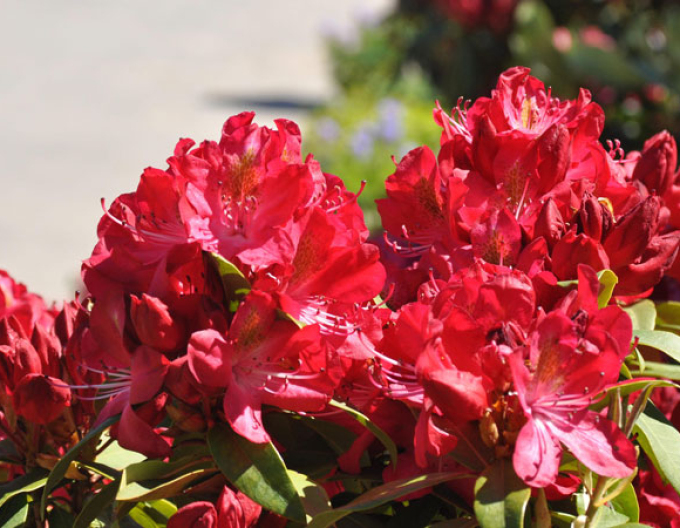 Rhododendron ´Junifeuer´