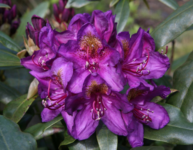 Rhododendron ´Marcel Menard´