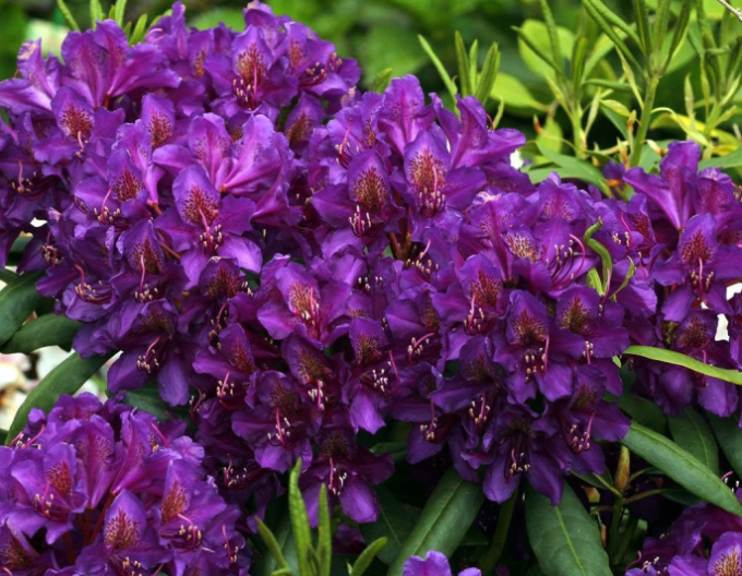 Rhododendron ´Marcel Menard´