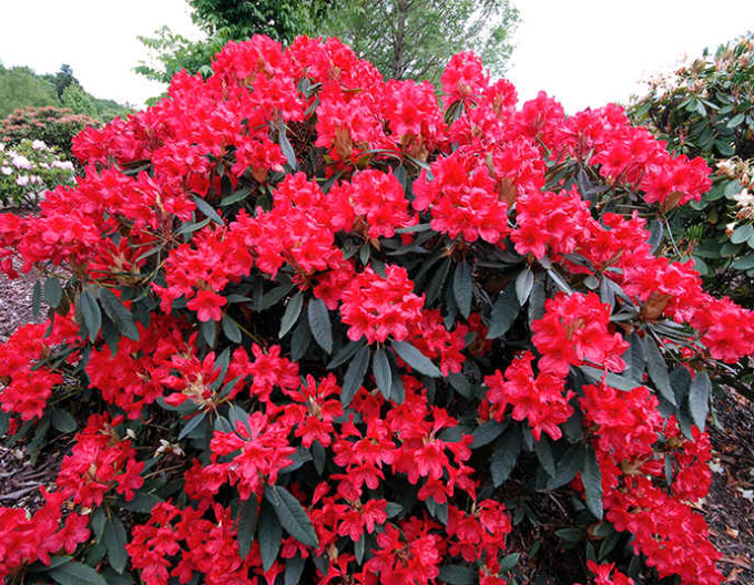 Rhododendron "Red Jack