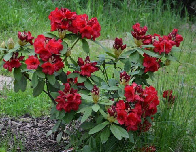 Rhododendron "Red Jack