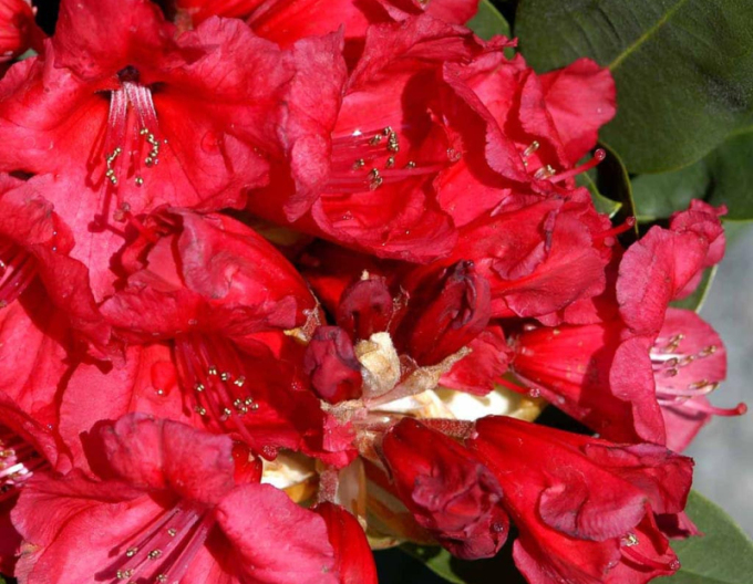 Rhododendron "Red Jack
