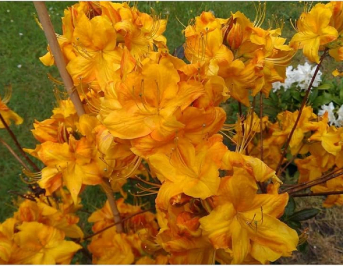 Azalea cu flori mari "Klondyke