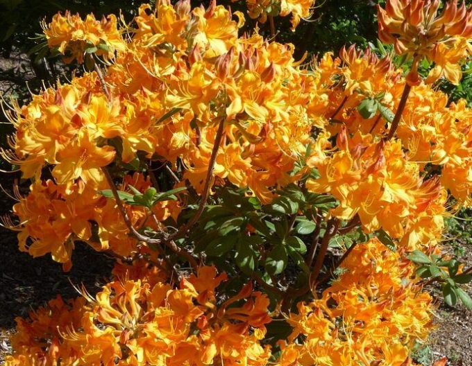 Azalea cu flori mari "Klondyke