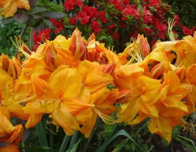 Azalea cu flori mari "Klondyke