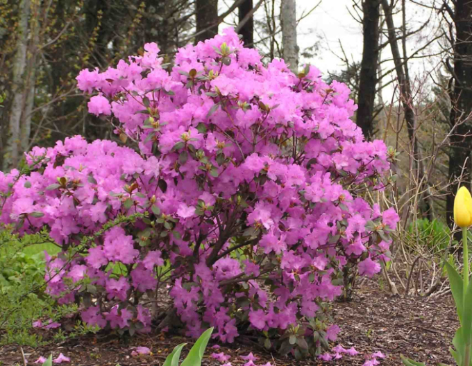 Rhododendron PJM Elite