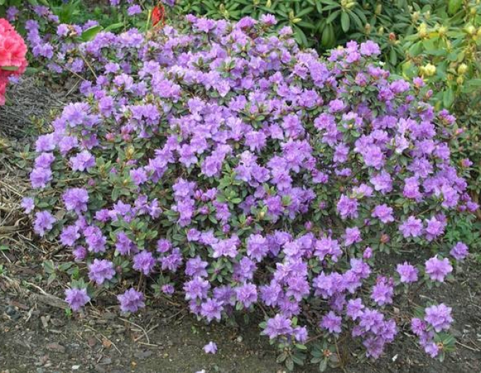 Rhododendron pitic Ramapo