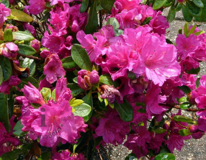 Azalea japoneza Violetta
