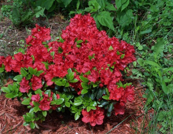 Azalea japonica Hot Shot