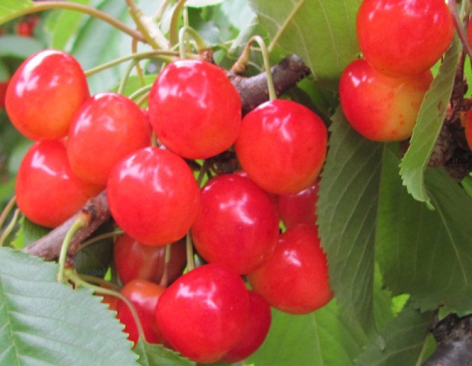 Vișin ´Kráľovná hortenzia´, portaltoi Gisela5, ghiveci 5 l